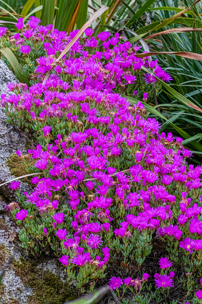 flower of the exotic garden of Roscoff, in Brittany flower of the exotic garden of Roscoff, in Brittany
