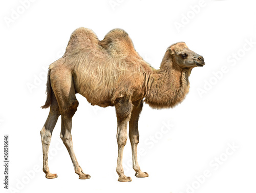Domestic bactrian camel (Camelus bactrianus). Calf on white background