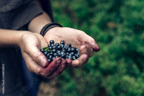 Fresh, ecological and natural forest blueberries kept in hands. Hands full of berries.