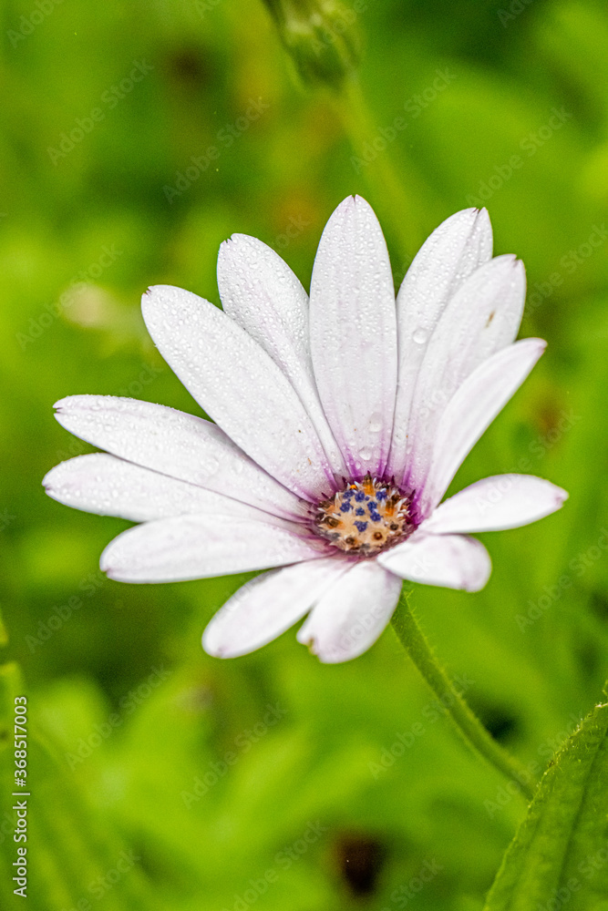 flower of the exotic garden of Roscoff, in Brittany flower of the exotic garden of Roscoff, in Brittany