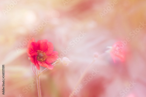 Geum ‘Scarlet Tempest flower Soft focus