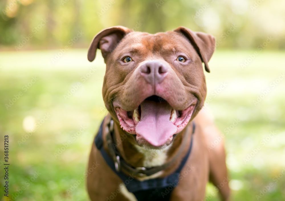 A red Pit Bull Terrier mixed breed dog looking at the camera and panting with a happy expression A red Pit Bull Terrier mixed breed dog looking at the camera and panting with a happy expression