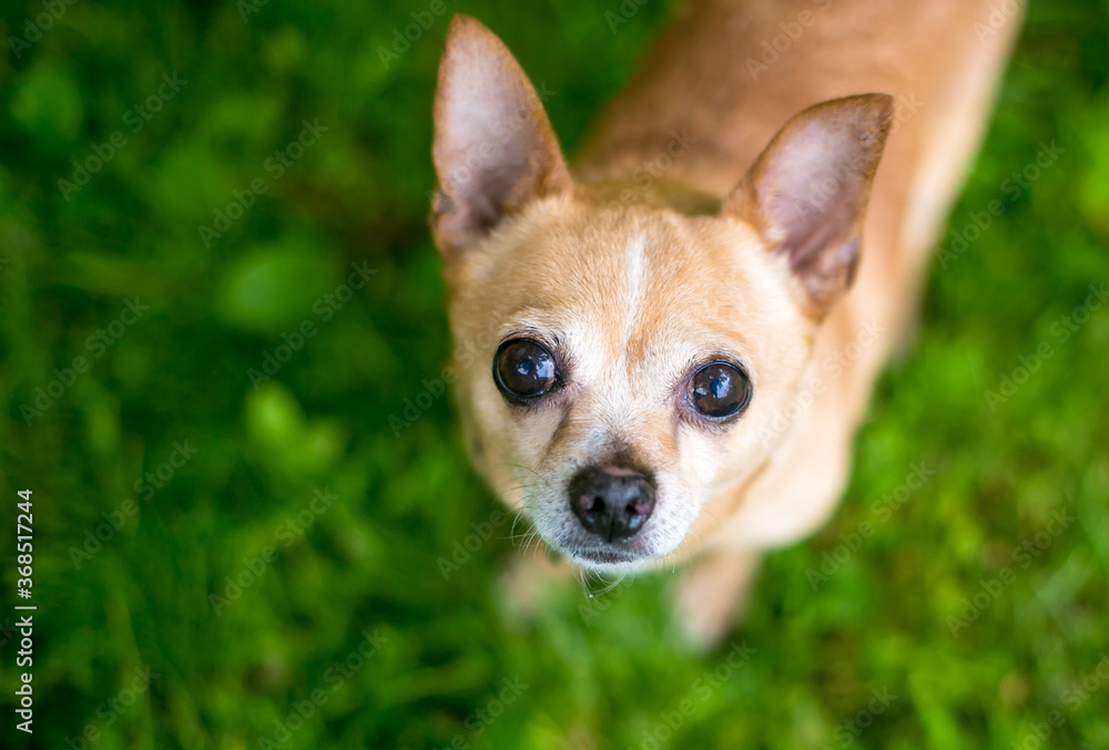 A small Chihuahua dog standing outdoors and looking up at the camera