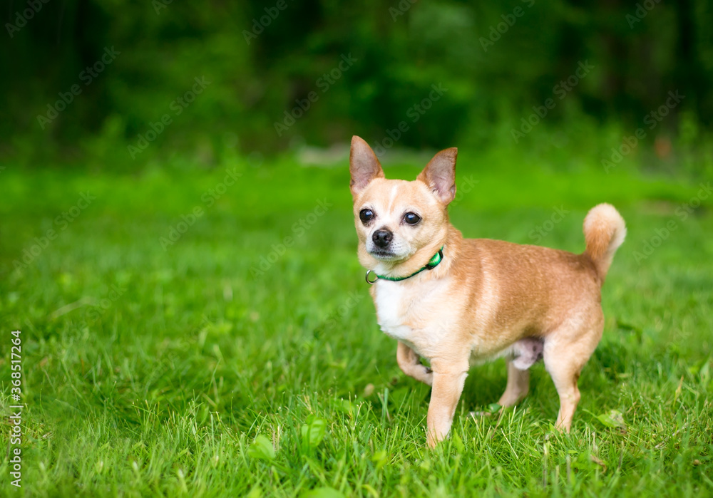 A small Chihuahua dog standing outdoors and lifting one front paw