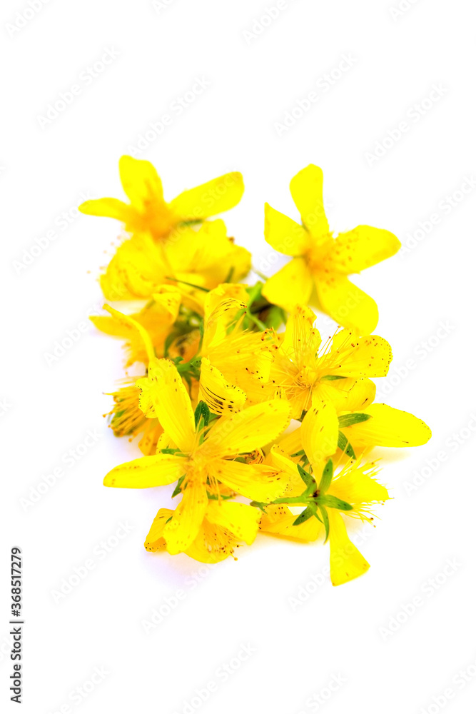 Obraz premium St. John’s wort, flowering plant with yellow flowers, healing herb isolated on white background