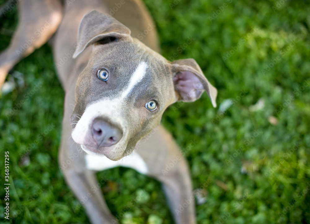 A blue and white Pit Bull mixed breed puppy lying in the grass and looking up at the camera with a head tilt