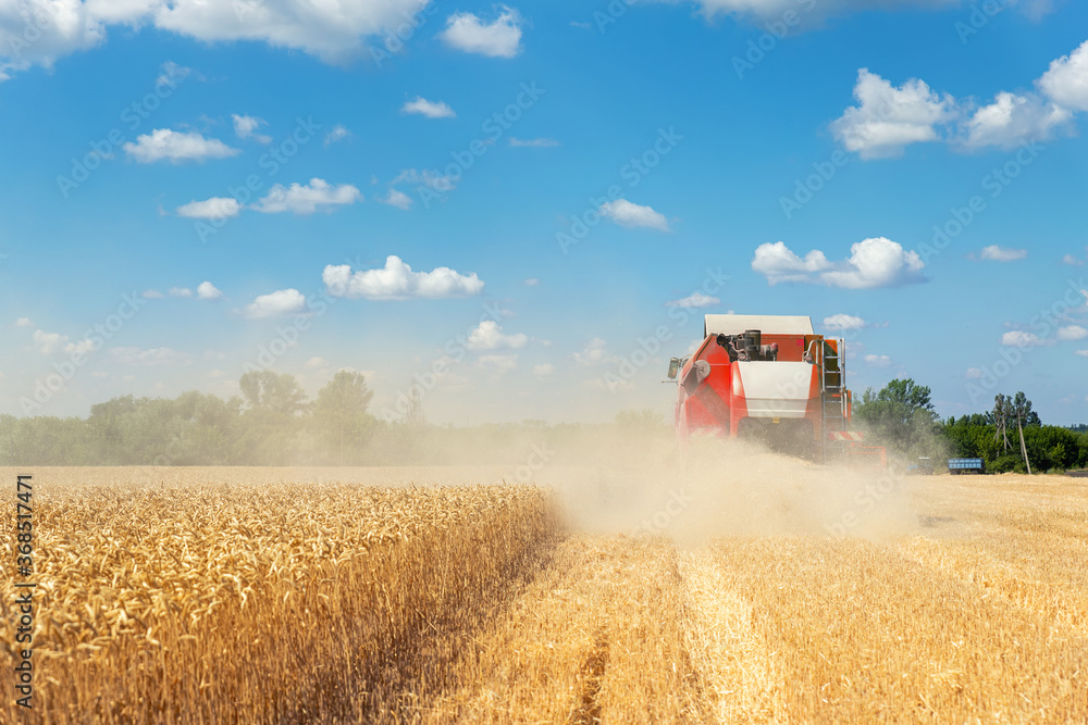 Down back view Big red powerful industrial combine harvester machine reaping golden ripe wheat cereal field on bright summer or autumn day. Agricultural yellow field machinery landscape background Down back view Big red powerful industrial combine harvester machine reaping golden ripe wheat cereal field on bright summer or autumn day. Agricultural yellow field machinery landscape background