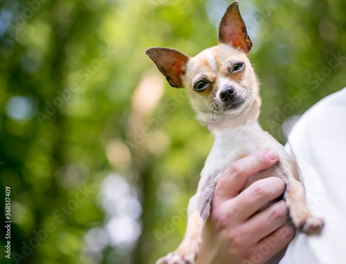 A small Chihuahua dog being held by a person and looking down at the camera