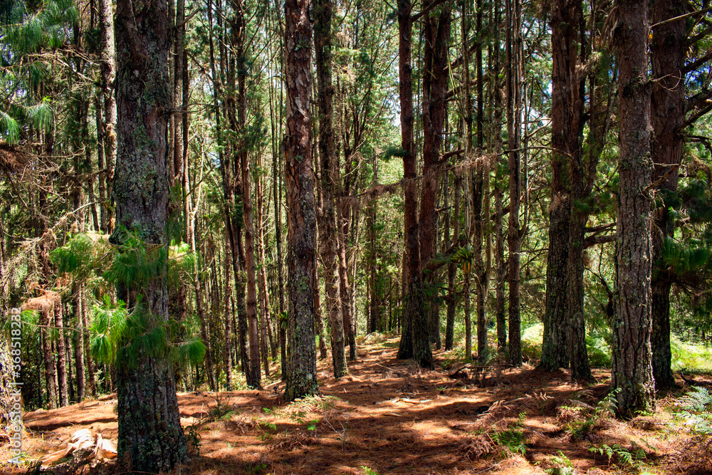 Obraz premium Beautiful Colombian tropical forest