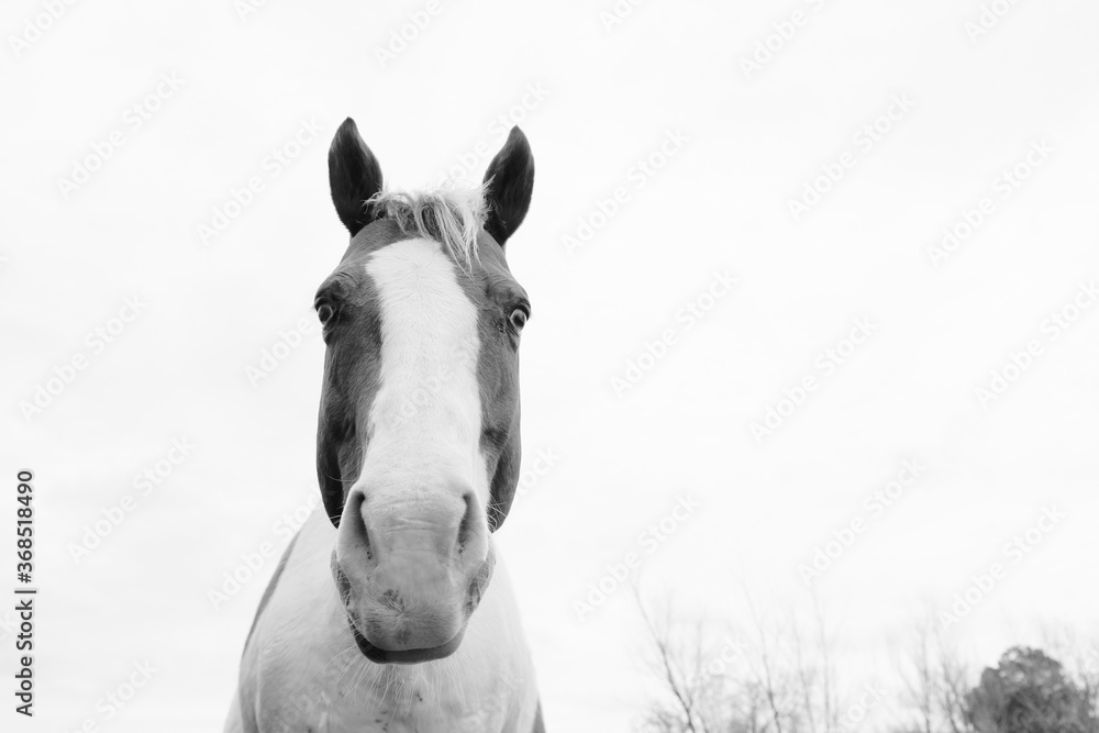 portrait of a paint horse close up in black and white