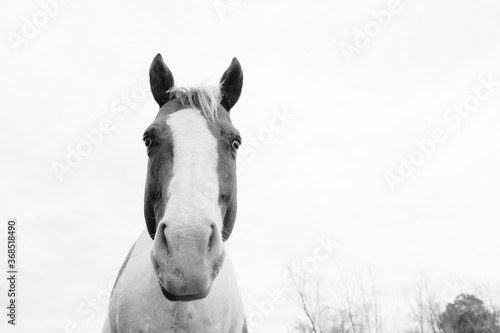 portrait of a paint horse close up in black and white