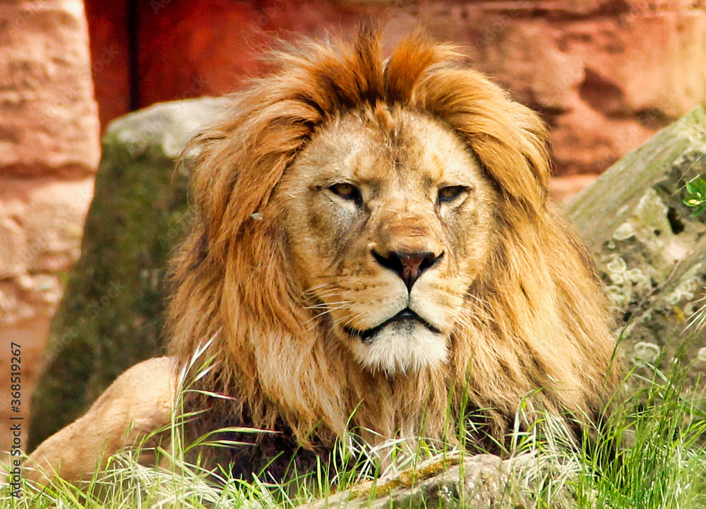 Fototapeta premium front view from a watching adult Berber lion, latin Panthera leo