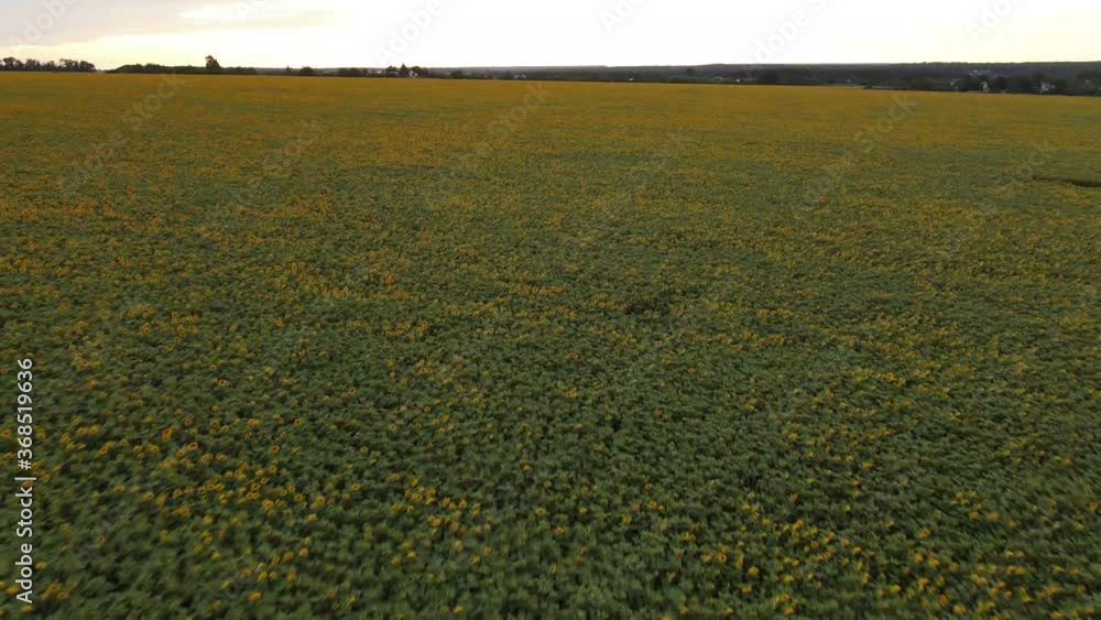sunflower field in the morning sunflower field in the morning