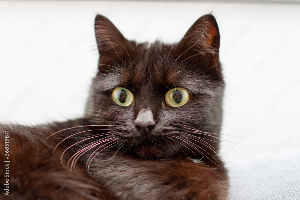 Portrait black cat with yellow eyes on white background