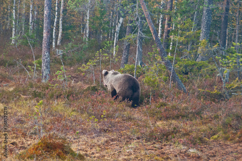 A brown bear in the region of Kainuu  Finland