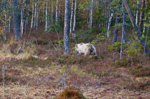 A brown bear in the region of Kainuu, Finland