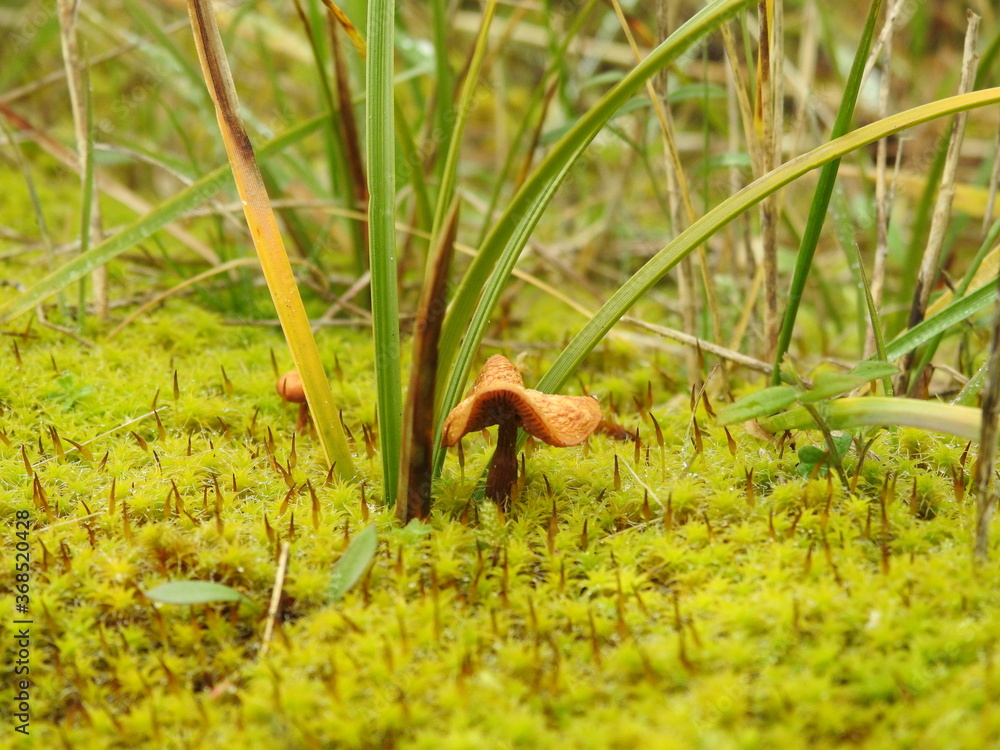 Obraz premium The mushroom grows with moss