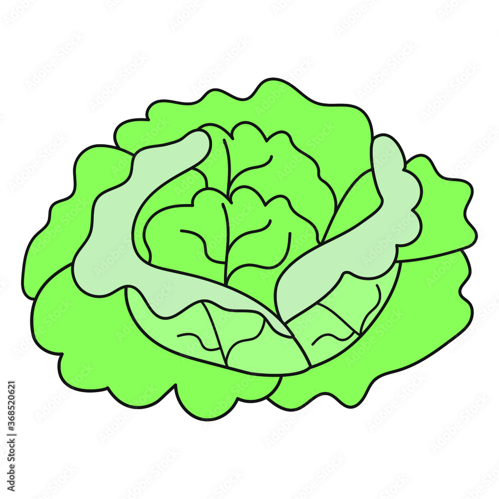Green cabbage on white background Green cabbage on white background