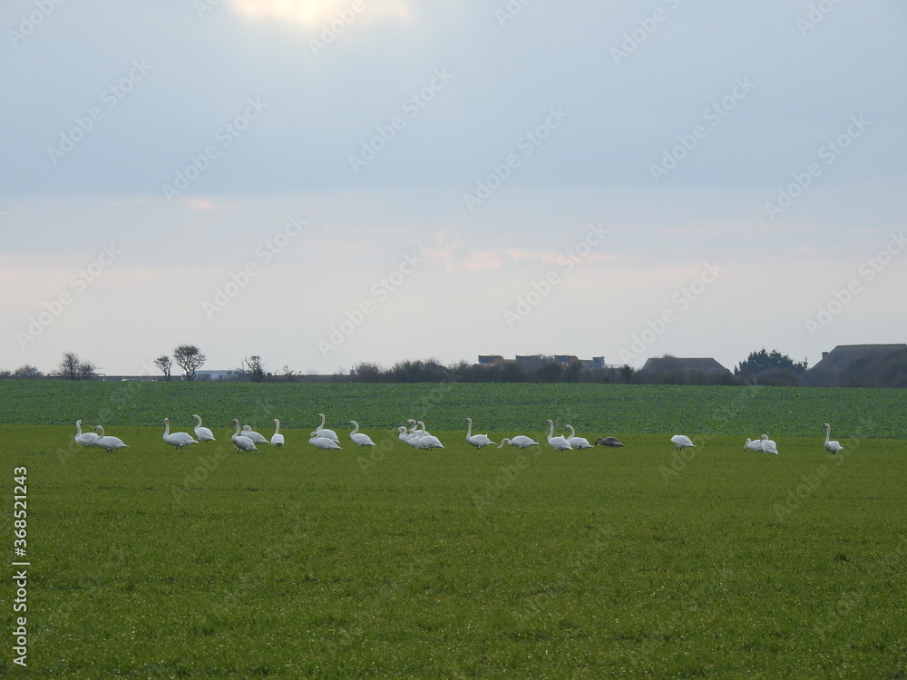 A flock of swans on a green field