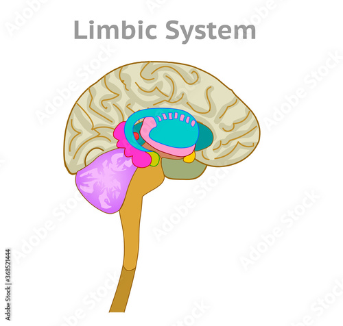 Limbic system anatomy. Human brain organs section diagram. cingulate gyrus, hypothalamus, thalamus, amygdala, hippocampus, cerebrum, glands. White background. Medical drawing illustration vector