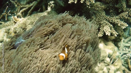 clownfish protecting the sea anemone it is living in, Perhentians, slowmotion photo