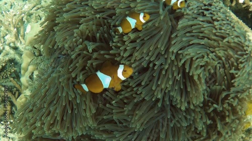 three clownfish swimming in front of anemone, Perhentians, Malaysia, slowmotion  photo
