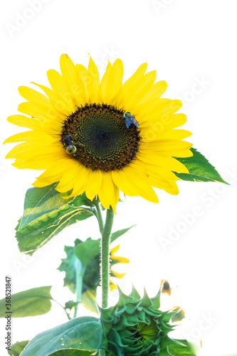 a sunflower with a white background