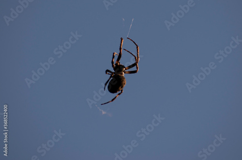 Spider Making A Web © Neil