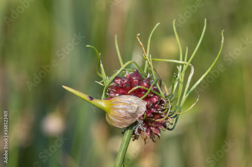 Close up of a wild garlic (allium vineale) plant photo