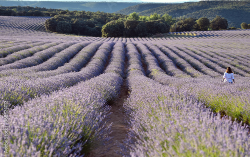 un precioso campo de lavanda