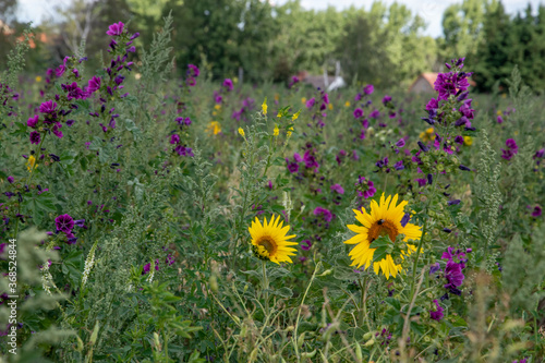 Sonnenblumen  Helianthus annuus  und Wilde Malve  Malva sylvestris  auf einer Wiese bei Langenwedding in Sachsen-Anhalt.