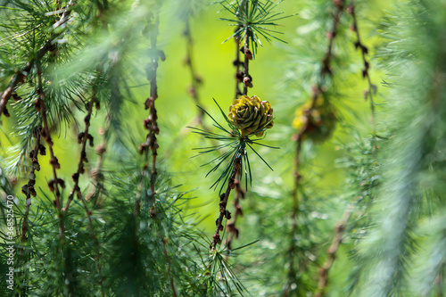 Photography Beauty of nature in Botanicl garden of Prague ( Czech Republic)