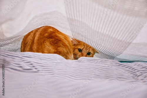 chat tigré roux tabby effrayé se cachant sous un drap de lit à l'intérieur d'une chambre  photo