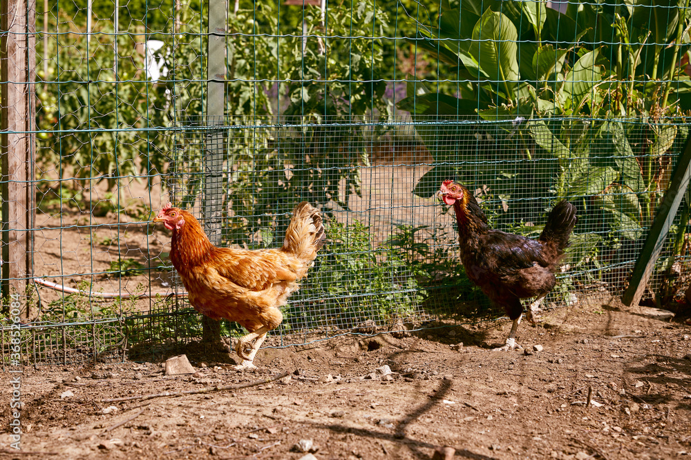 deux poules dans un jardin privé avec des fleurs et une clôture en été au soleil  - obrazy, fototapety, plakaty 