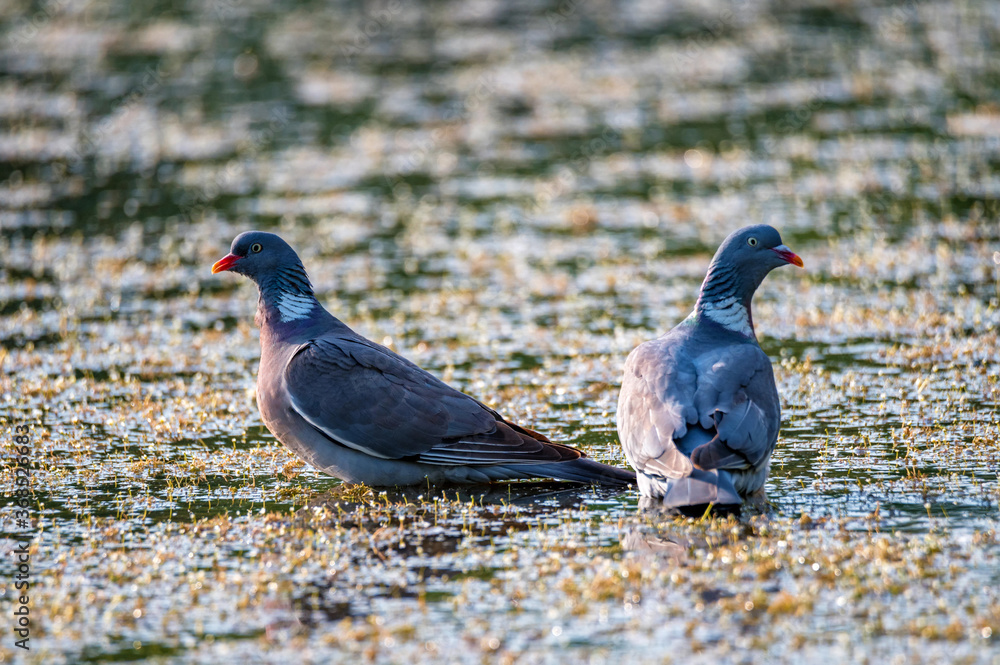 Pair of Wood Pigeon or Columba palumbus Pair of Wood Pigeon or Columba palumbus