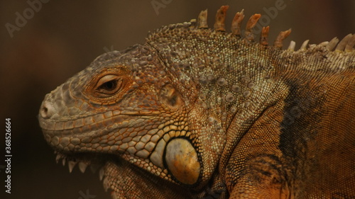 Close up footage of iguana.