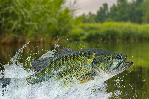 Bass fishing. Largemouth perch fish jumping with splashing in water