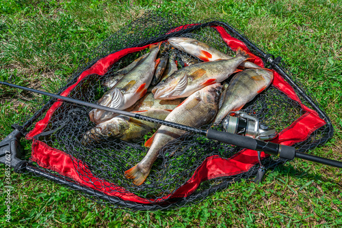 Perch fishing. Fish and tackle in landing net on green grass