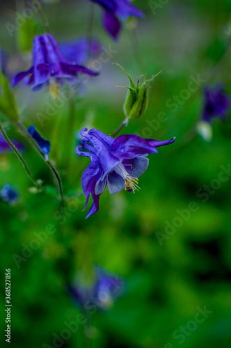 Blue bell flowers Campanula as background. Colorful bellflowers.