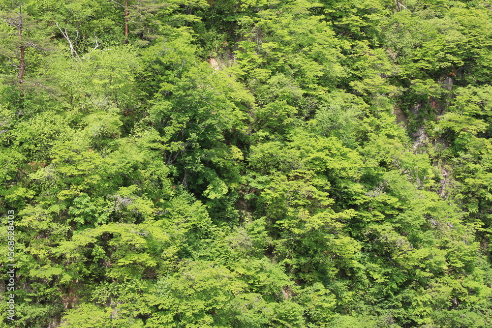 木々が茂る風景 木々が茂る風景