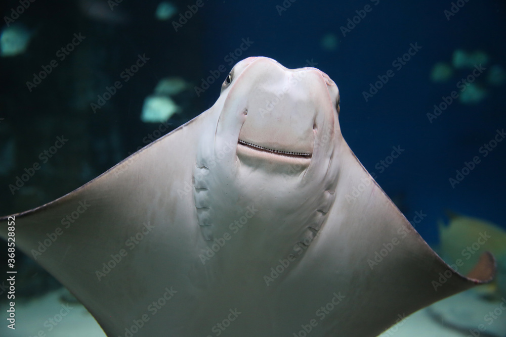 Naklejka premium cownose ray swimming in the water, fish underwater in the aquarium