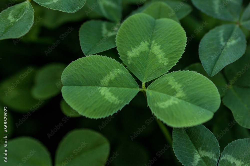 Green clover holiday border, st.Patrick's day decoration background with text space Green clover holiday border, st.Patrick's day decoration background with text space