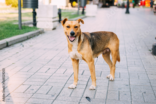 Beautiful stray dog standing on city square on summer day, looking straight in camera