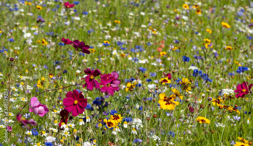 Colourful wild flowers in bloom outside Savill Garden, Egham, Surrey, UK.