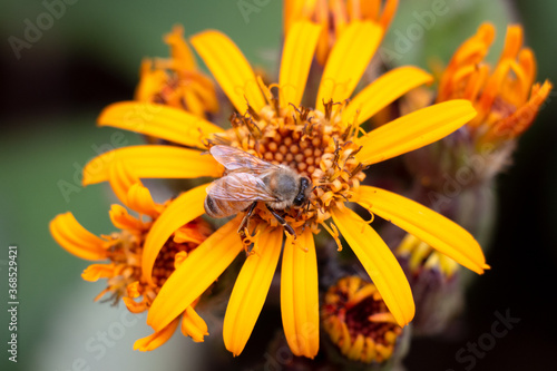 An amazing honeybee pollinating a flower