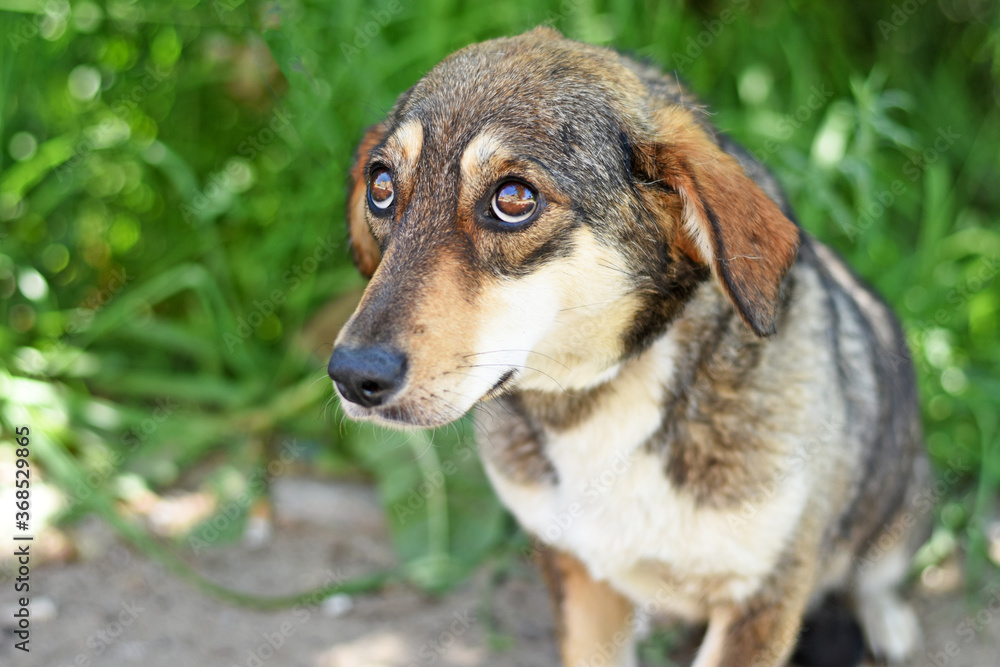 guilty puppy looking up with very sad eyes guilty puppy looking up with very sad eyes