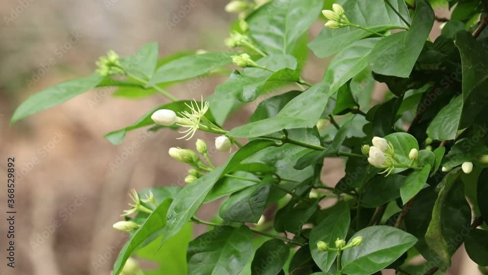 jasmine flower in the garden jasmine flower in the garden