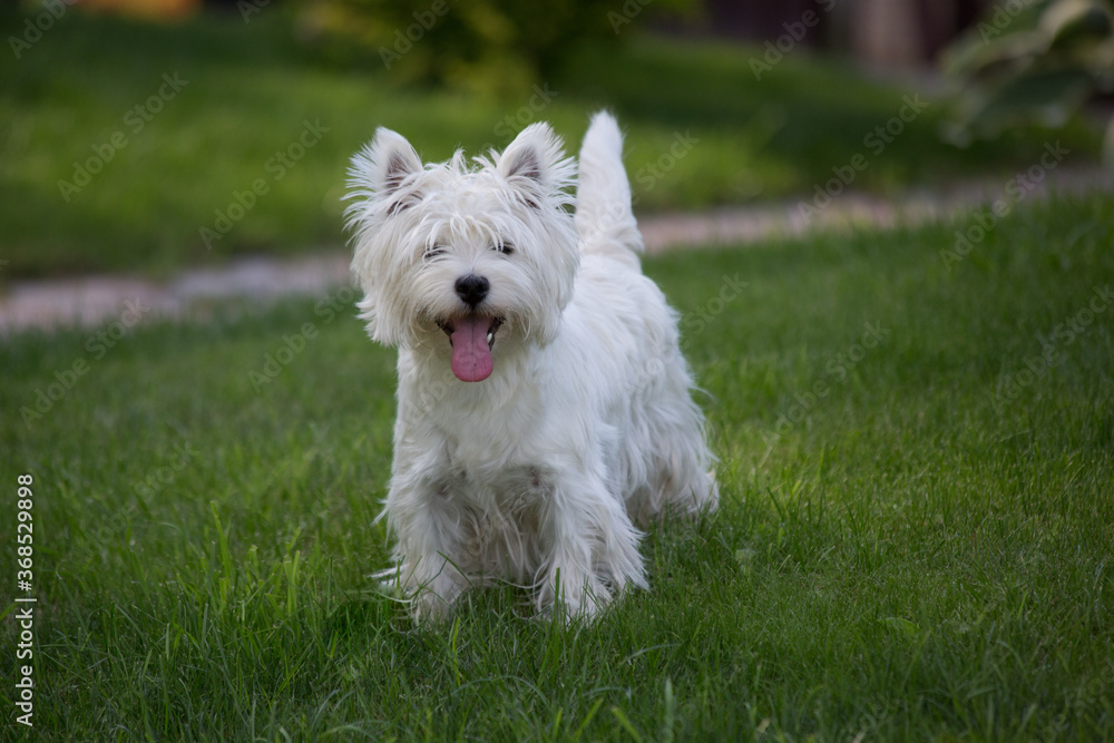 west highland white terrier west highland white terrier