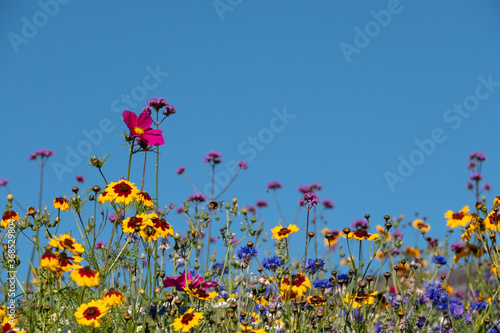 Colourful wild flowers growing in the grass  photographed on a sunny day in midsummer in Windsor  Berkshire UK 