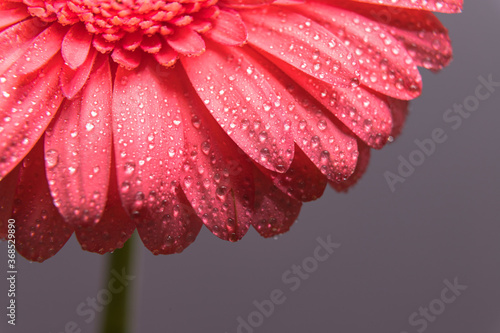 Pink gerbera flower petals with many tiny water droplets. Macro shot of a bud close-up.